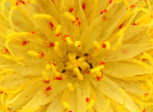 red-bugs-yellow-flower.jpg
