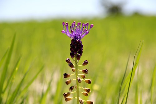 tassel-hyacinth-in-oats.jpg