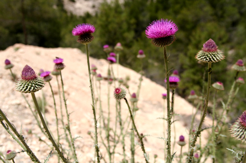 thistles.jpg