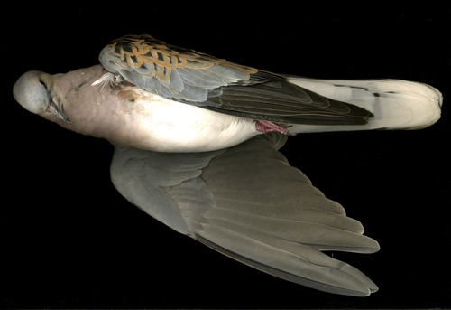 turtle-dove-500.jpg