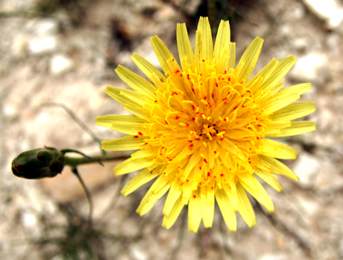 yellow-flower-red-bugs.jpg