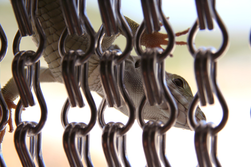 baby ocillated lizard