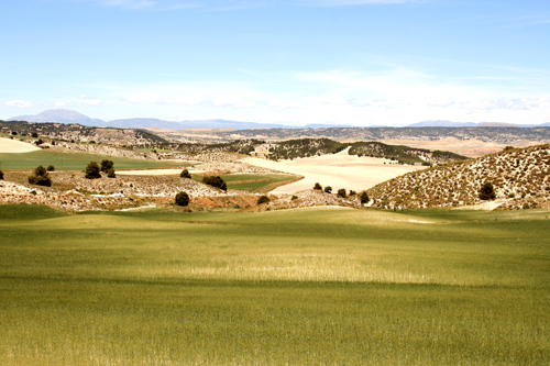 barley-on-the-alto-plano.jpg