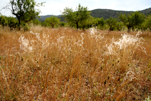 grass seed