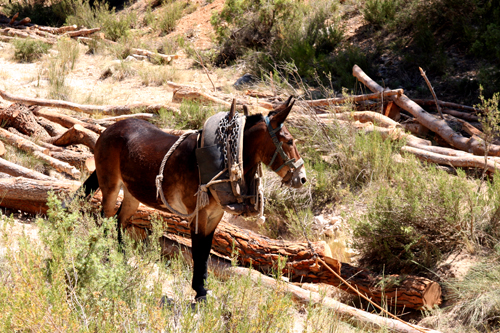 timber mule