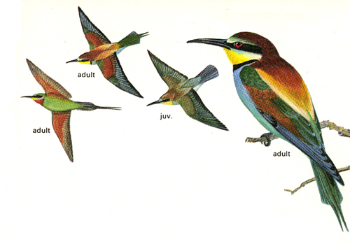 bee eaters