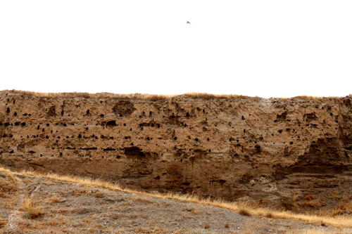 beeeater colony