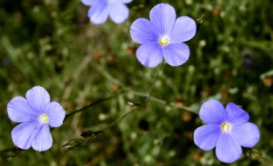 blue flowers