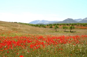 poppies near Maria