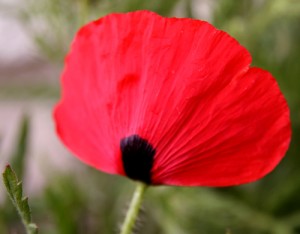 poppy underside