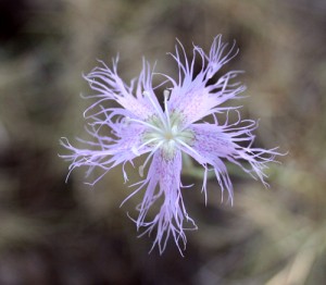 purple raggedy petalled flower