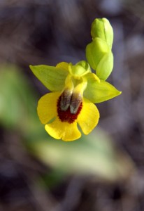 yellow orchid 2 copy