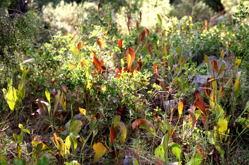 forest floor