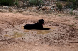 maxi in mud