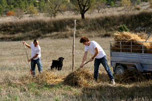 lloya & romaine collecting straw