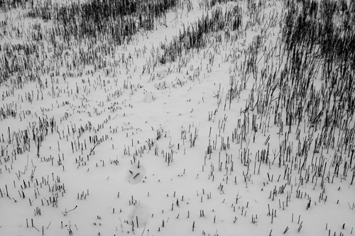 stubble in snow