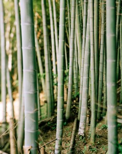 bamboo2