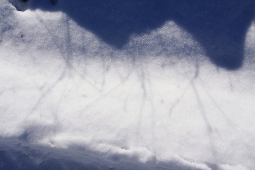 grass shadow in snow