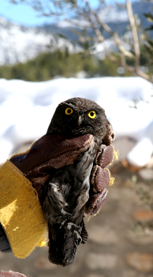 little owl