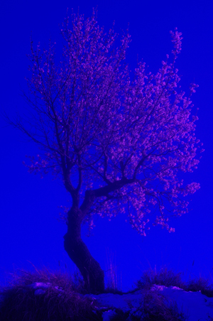 purple tree