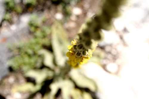 cave painting expedition-verbascum