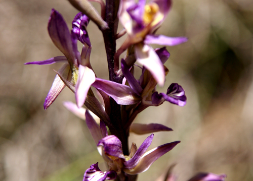 cave paintng expedition-orchid