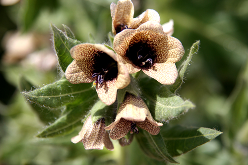 henbane