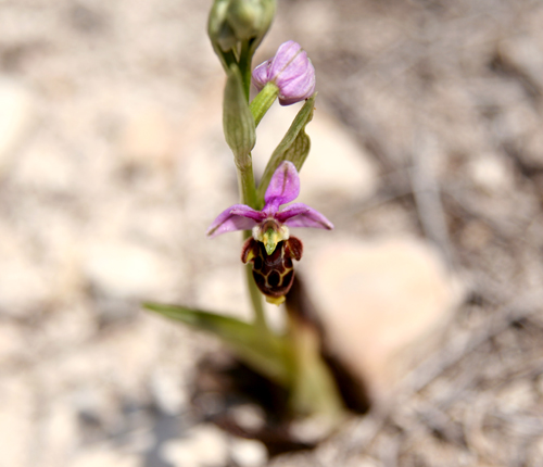 ophrys scolopax