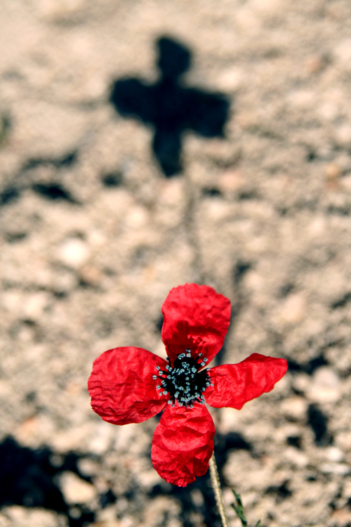 poppy cross