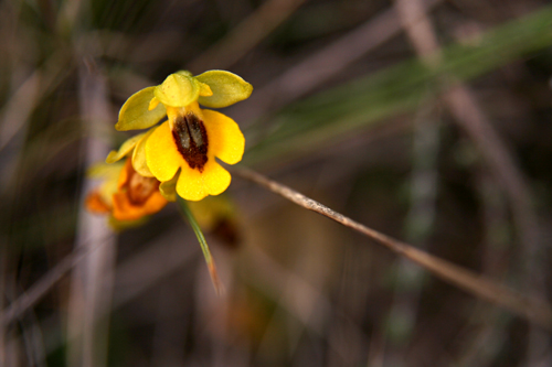 yellow bee orchid 2010 copy