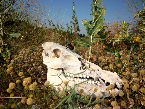 BOARS SKULL VANITAS