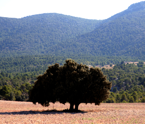 Holm Oak