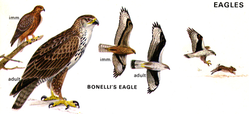 Bonelli's eagle