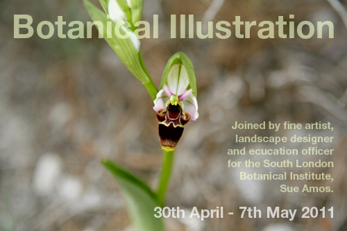 Botanical Illustration 500