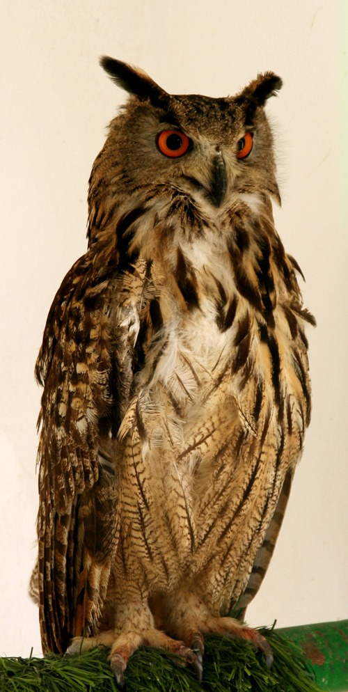 eagle_owl eagle_owl